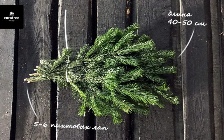 пихтовый лапник нордман