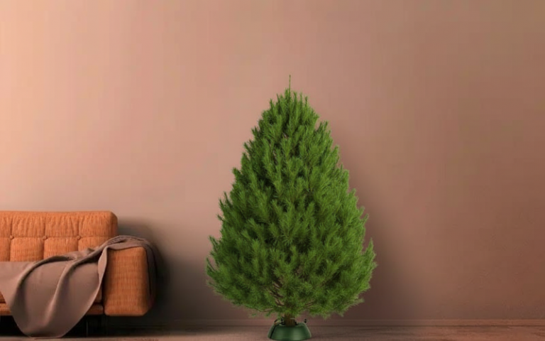 Живая канадская сосна на новый г9од в Питере