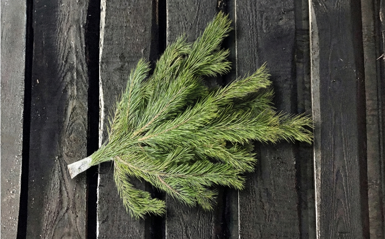 сосновый лапник на новый год в Питере